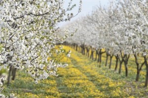 Progetto per la realizzazione di un frutteto @ terraviva | Ferrara | Emilia-Romagna | Italia